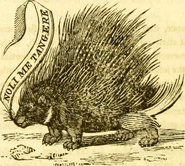 Nashua Porcupines